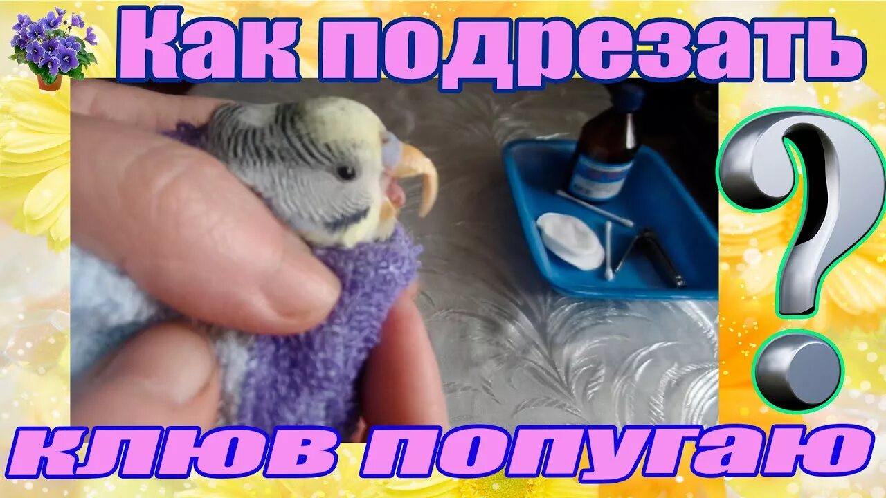 Обезболивающие попугаю. Стрижка когтей попугаю. подстричь клюв попугаю. подстричь клюв волнистому попугаю. как подстричь клюв волнистому попугаю.