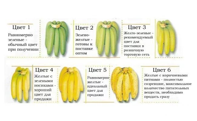 Во сколько месяцев банан. Степень зрелости бананов. Степень созревания бананов. Стадии зрелости бананов. Банан разной степени зрелости.