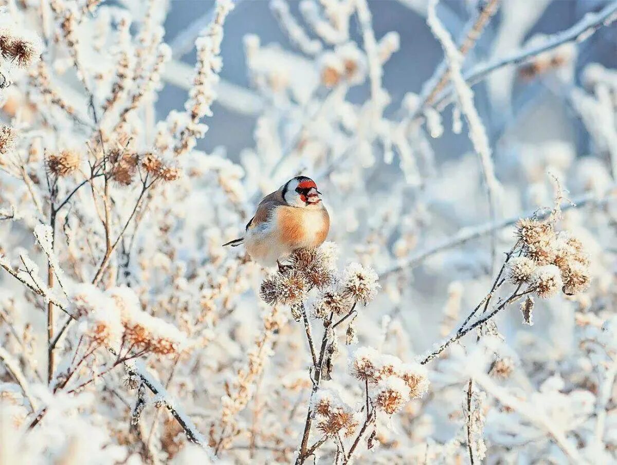 Природа снег птица. Зима птицы. Птицы зимой. Птицы в зимнем лесу. Птицы на снегу.