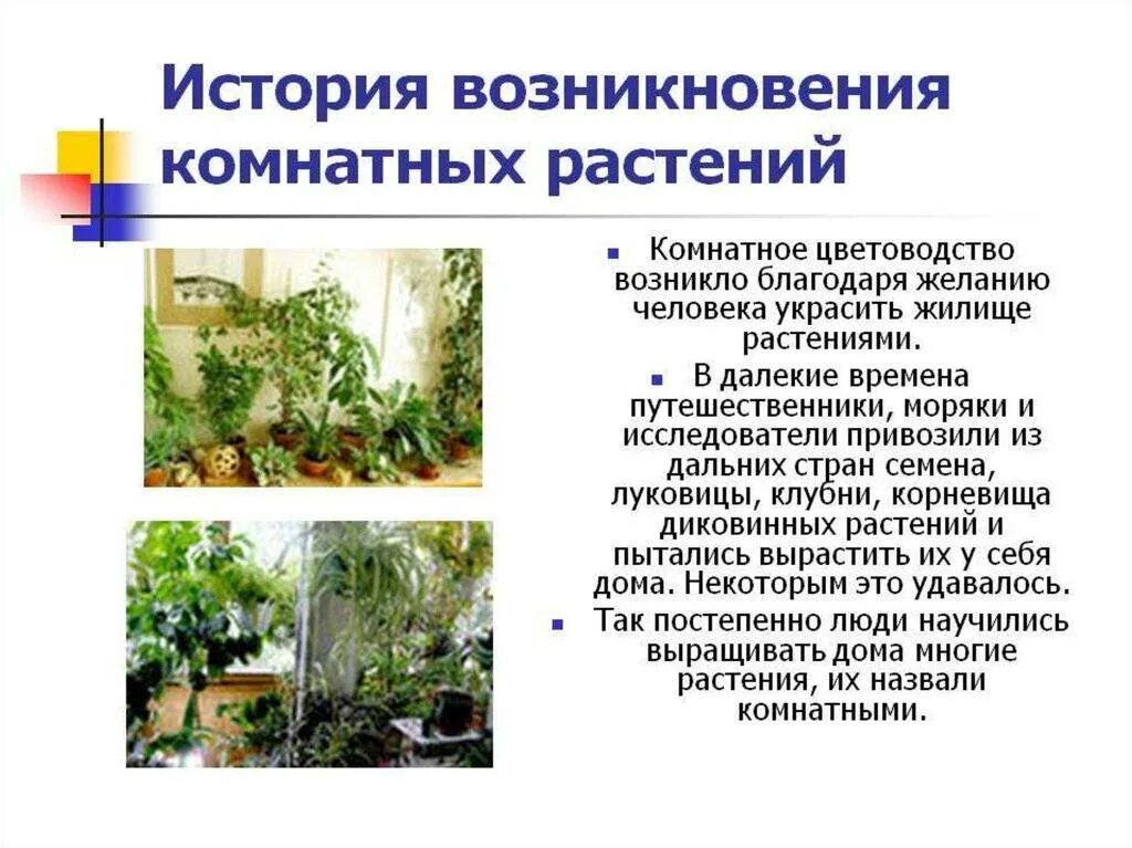 Заголовок форма и цвет. История появления комнатных растений. История появления цветов. Возникновение комнатных растений. История возникновения цвета фото.