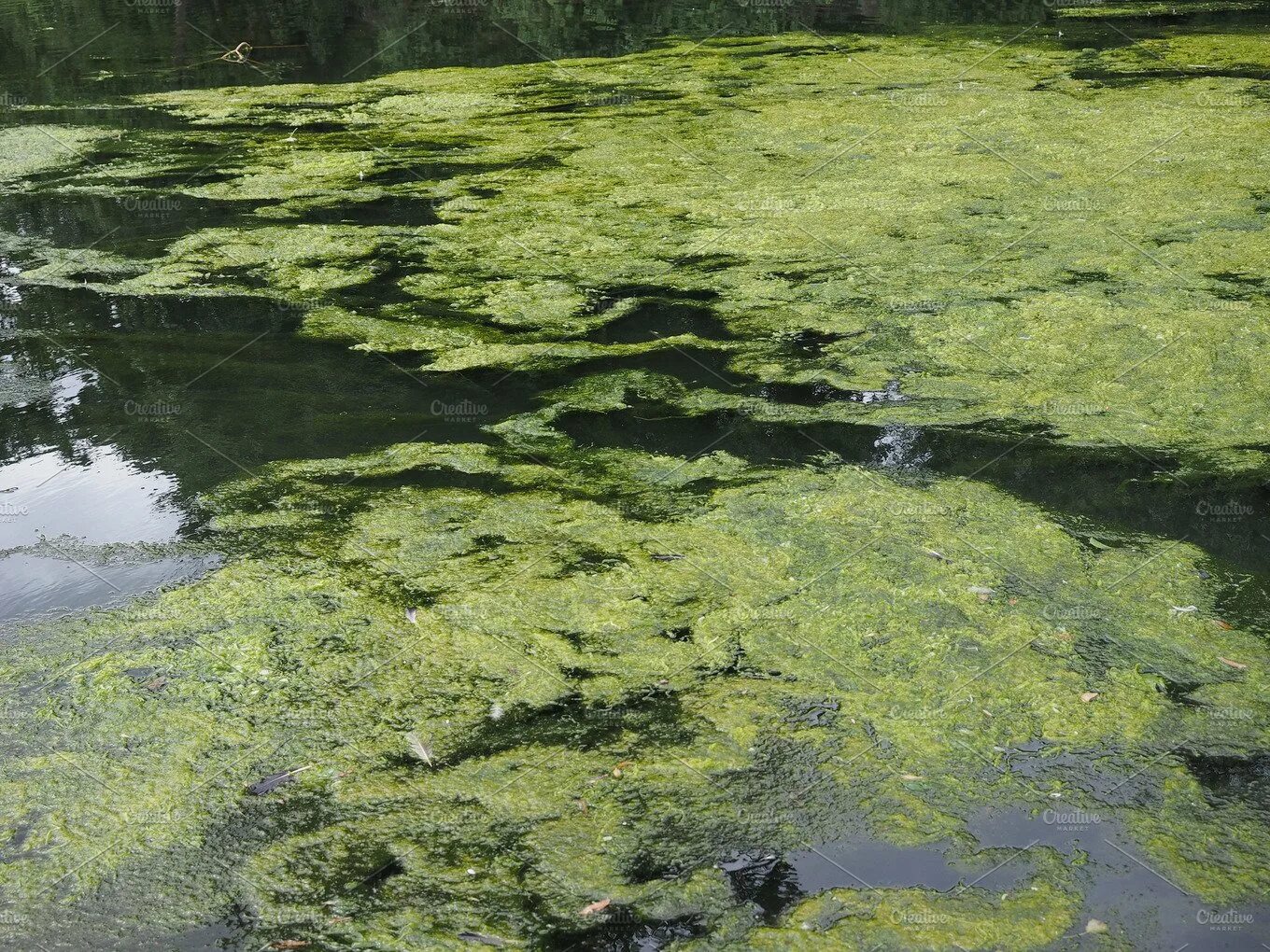 Плавучие водоросли. Проплыть в водорослях. Водоросли которые плавают на поверхности.