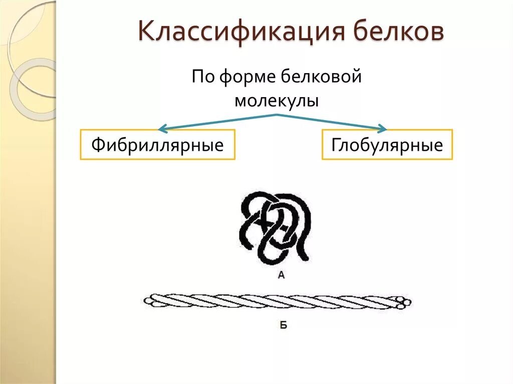 Формы белковых молекул. Классификация белков по форме молекул. Классификация белков по форме белковой молекулы. Классификация РО формебелковых молокул.