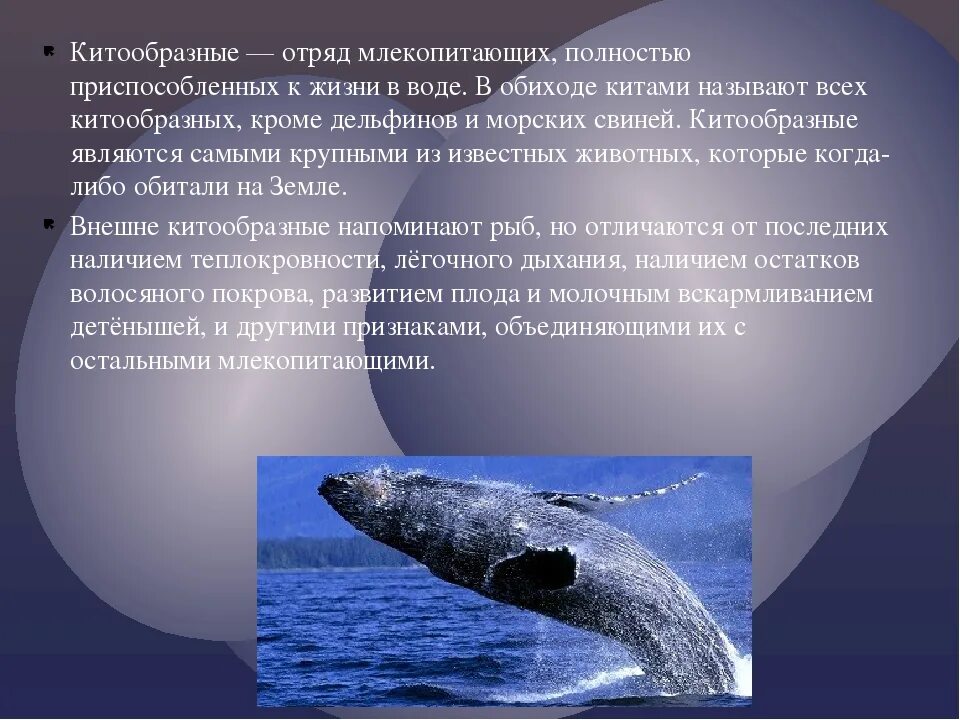 Кит относится к группе. Гренландский кит ареал обитания. Отряд китообразные 7 класс биология. Гренландский кит место обитания. Серый кит размножение.