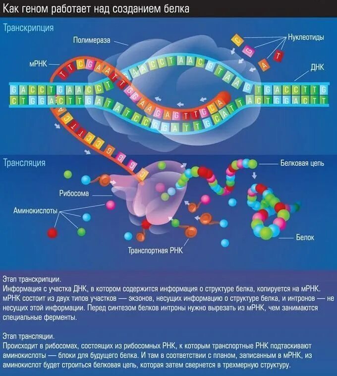 Белковая рнк. Генетический код транскрипция Синтез белков. Биосинтез белка репликация транскрипция трансляция. Транскрипция и трансляция ДНК И РНК. Репликация ДНК ген генетический код Биосинтез белка.
