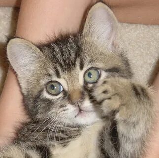 Маленький котенок мальчик