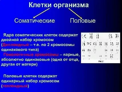 Сколько аутосом содержится в яйцеклетке