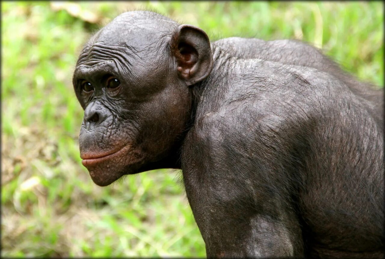 Самая человекообразная обезьяна. Бонобо обезьяна. Шимпанзе бонобо. Бонобо человекообразные обезьяны. Обезьяны бонобо Киншаса.