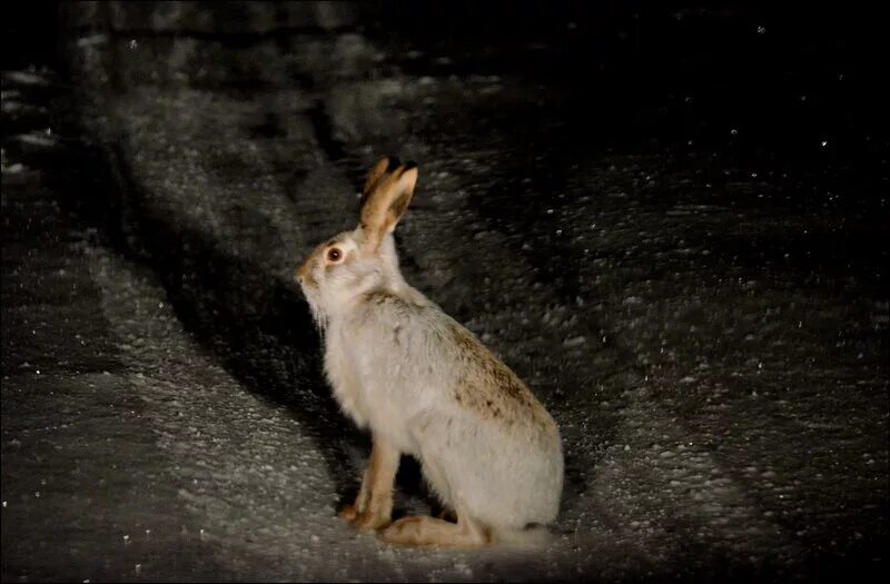 заяц ночью. заяц лесной. заяц белый лесной. ночной заяц. заяц ночью.