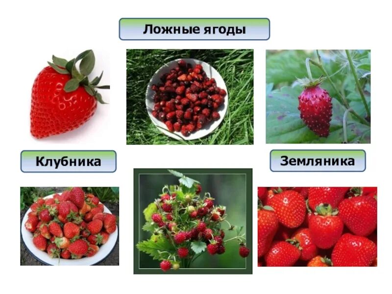 Чем отличается клубника от виктории. Виктория и клубника отличия. ложные ягоды. земляника ложная ягода. клубника и земляника разница.