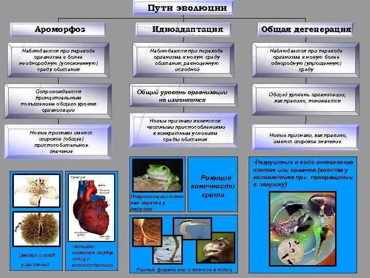 Направления и пути эволюционного процесса. Основные пути и направления эволюции. Пути эволюции таблица. Главные направления эволюции презентация.