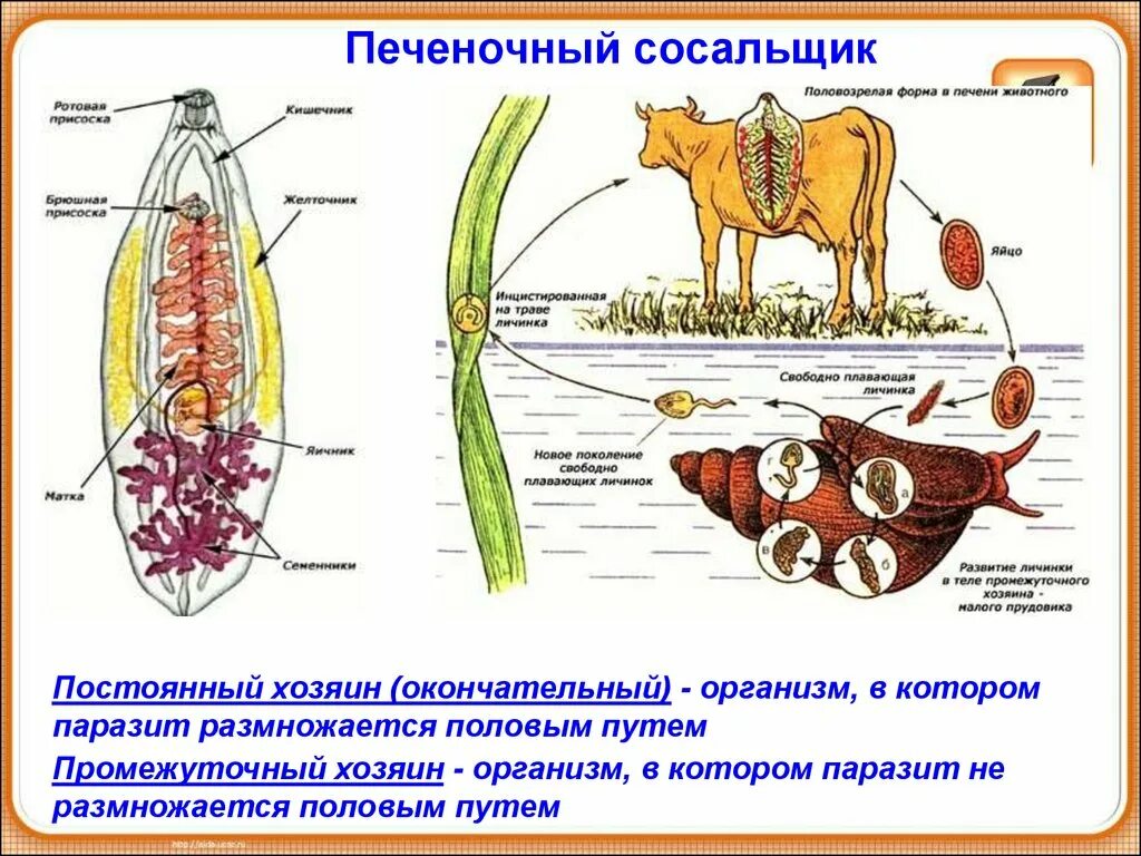 Способ заражения человека печеночным сосальщиком. Цикл развития плоских червей печеночный сосальщик. Печеночный сосальщик способ заражения. Печёночный сосальщик способ инфицирования. Окончательный хозяин печеночного сосальщика.