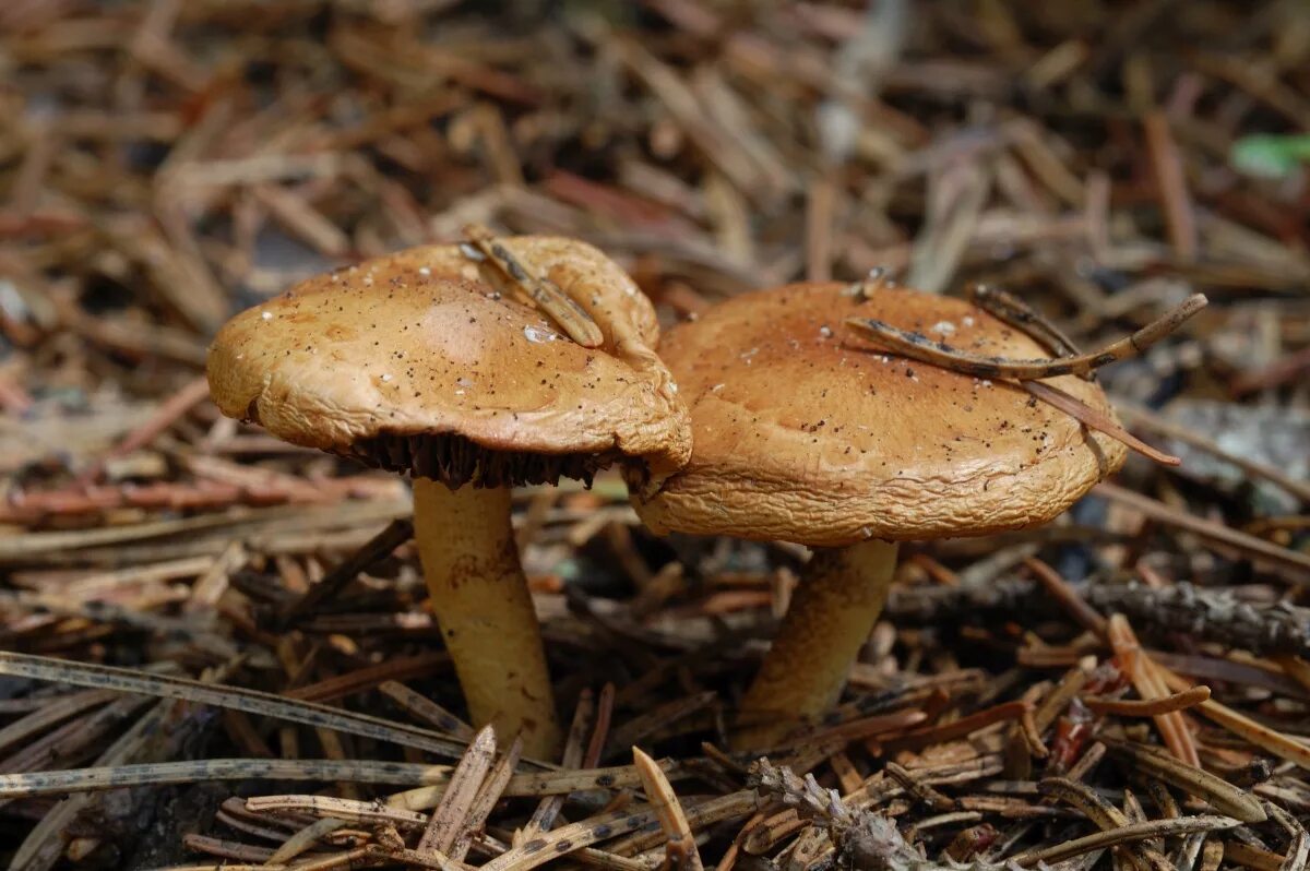 шарпаны грибы. грибы красноярского края. съедобные грибы в оренбурге. грибы в тульской области. съедобные грибы оренбургской.