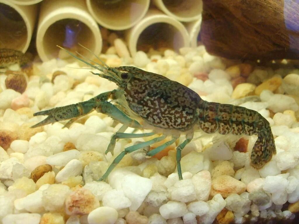 Аквариумные рачки. Рачья ферма. Рачки в аквариуме. Рачья ферма. Содержимое раки.