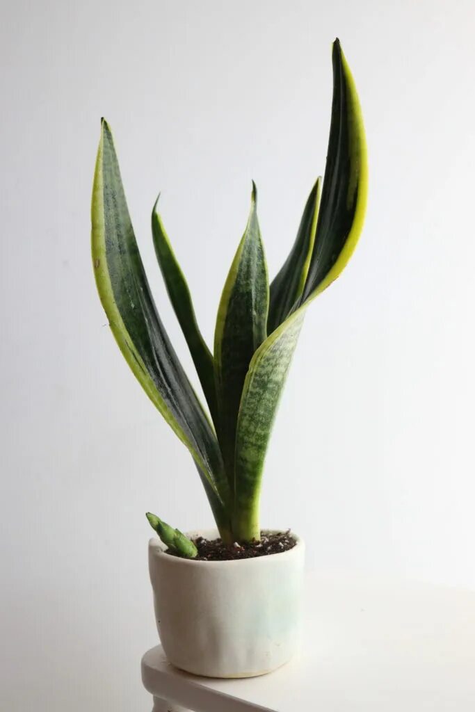 Сансевиерия лауренти футура. Сансевиерия футура. Сансевиерия футура суперба sansevieria futura superba. Цветок сансевиерия футура суперба. Сансевиерия футура суперба.