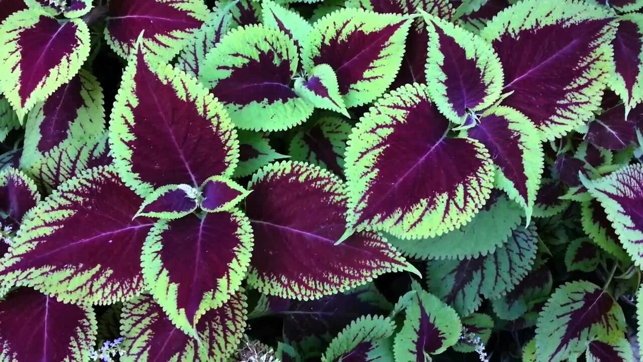 Как делают гибриды растений. Гибридные растения. Страстоцвет пассифлора. Гибриды цветов и листьев. Аквилегия кримсон стар.