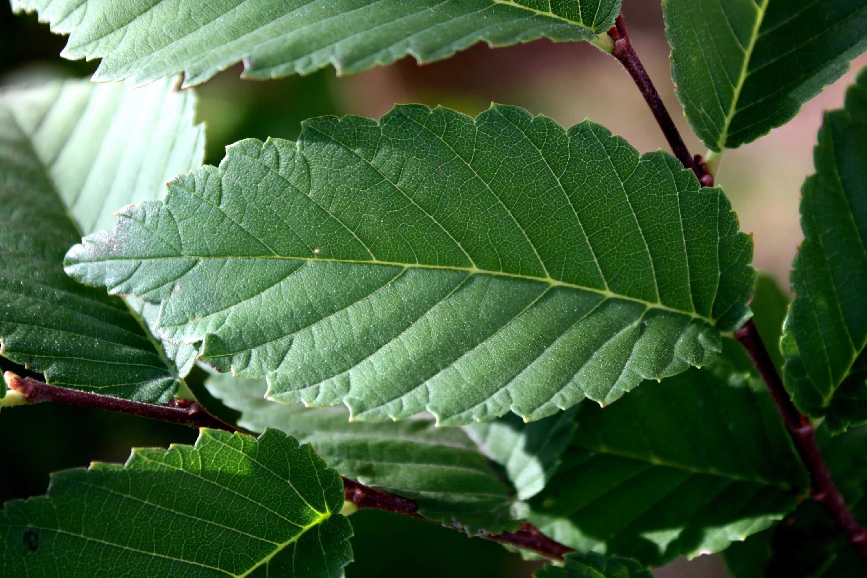 Какие листья сладкие. Ulmus glabra. Вяз прилистники. Листья деревьев. Вяз дерево листья.