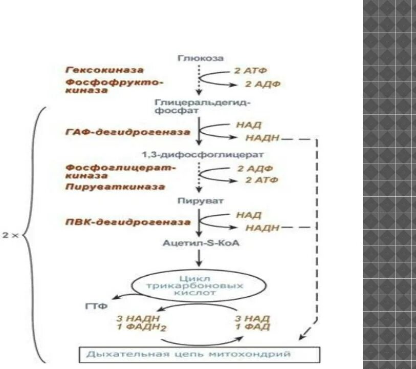 В гликолизе синтезируется атф. Схема гликолиза биохимия. Внутриклеточный метаболизм Глюкозы схема. Аэробный гликолиз биохимия. Регуляция гликолиза в мышцах.