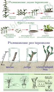 Как укоренить черенки цветов