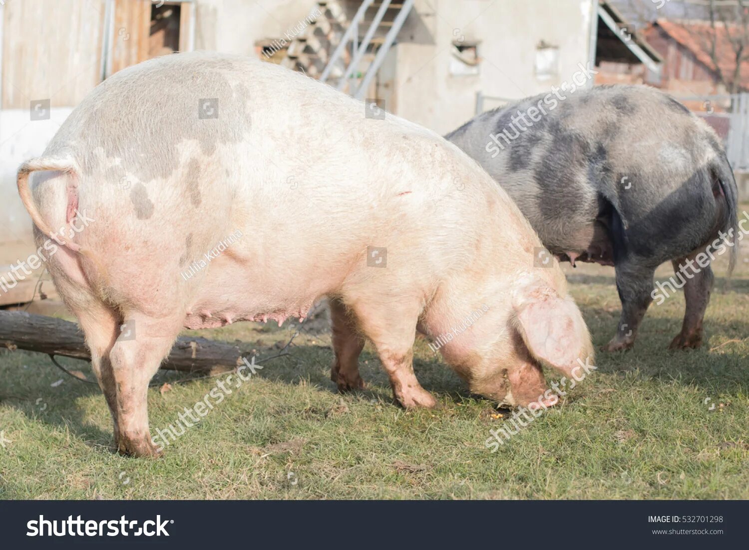 Ливенская свинья. Уржумская порода свиней. Ливенская порода свиней. Уржумская порода поросят. Муромская порода свиней.