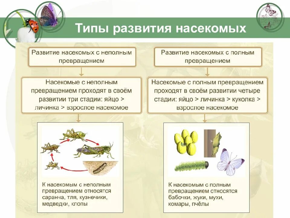 Какой тип развития характерен для европейского. Типы развития насекомых 7 класс биология таблица. Типы развития насекомых. Типы развития насекомых кратко. Типы развития насекомых таблица.