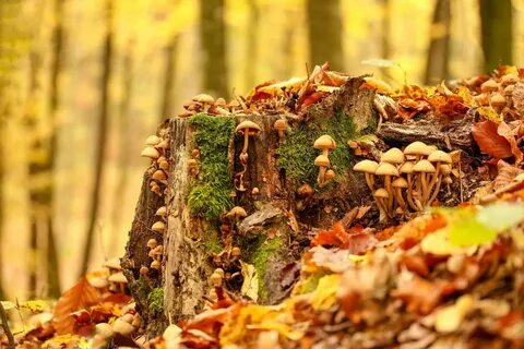 Какой запах в осеннем лесу