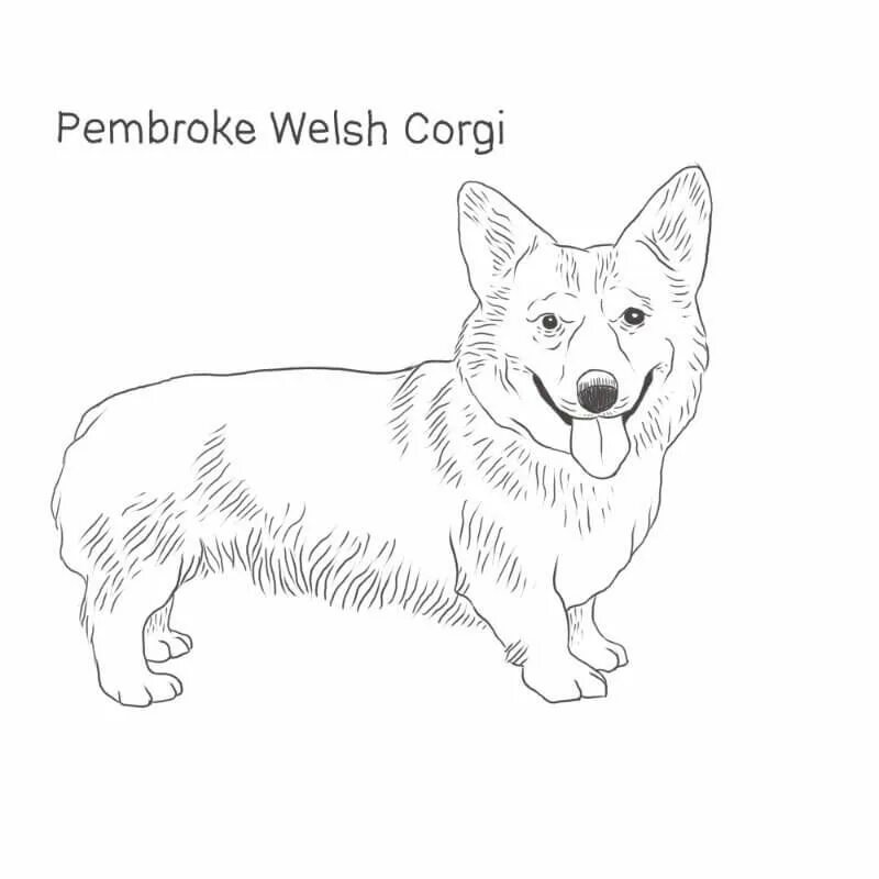 Корги раскраска для детей распечатать Pembroke welsh corgi dog Royalty Free Vector Image
