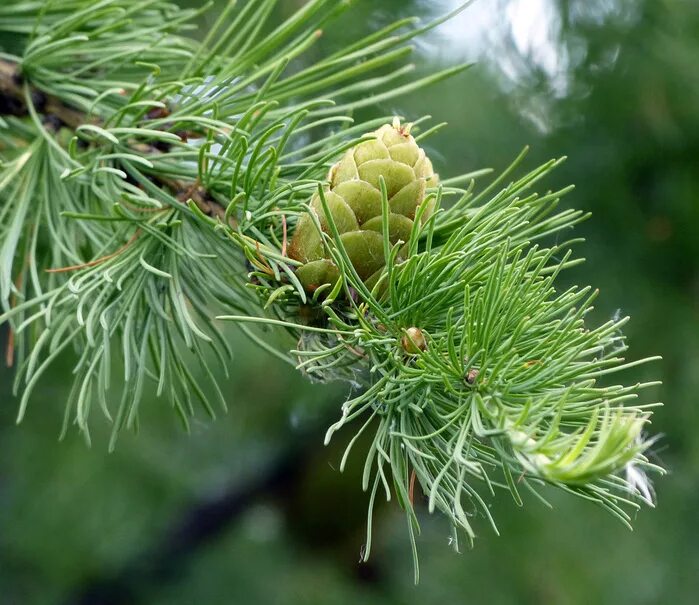сколько лет живет хвоя у лиственницы