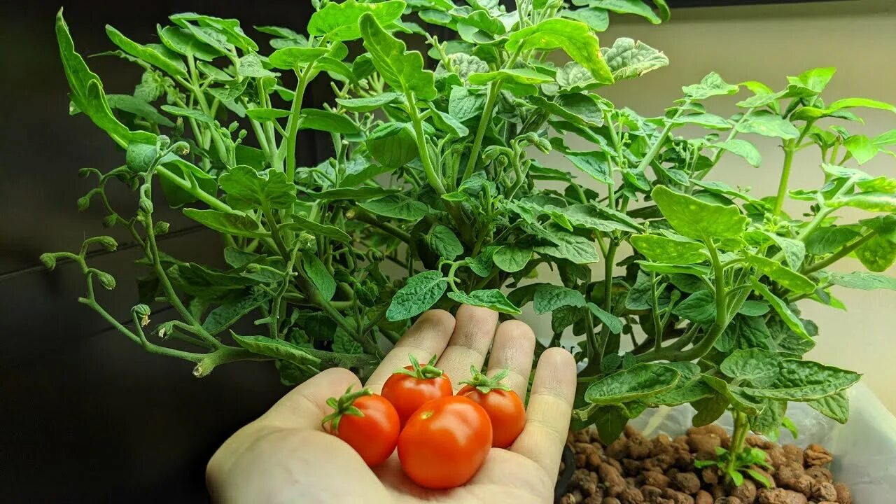 Tomato grow