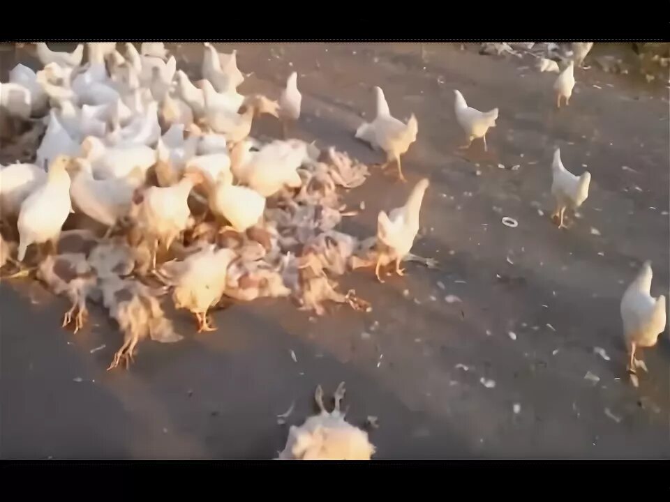 Почему цыплята клюют друг друга