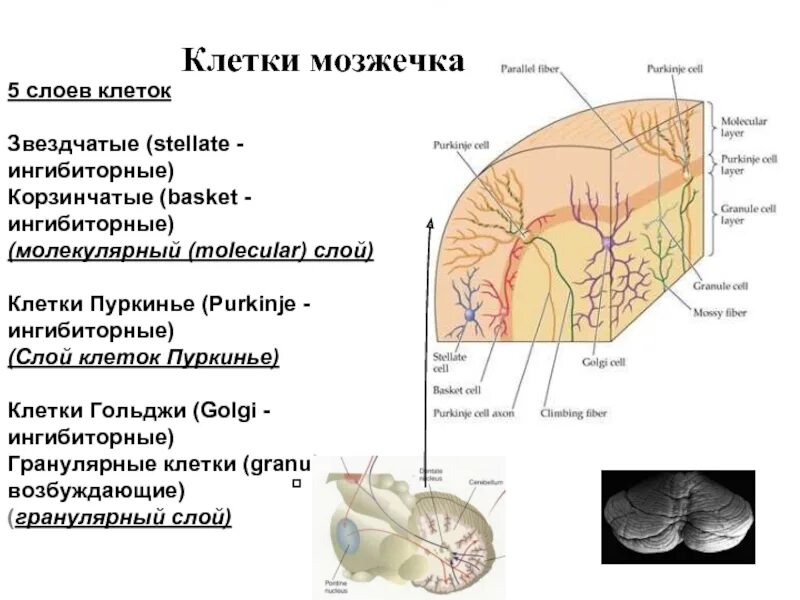 Схема связей мозжечка. Функции мозжечка физиология. Мозжечок топография. Конечный мозг анатомия строение. Отдел, строение и функции мозжечка.