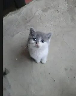 Котята за 1 рубль