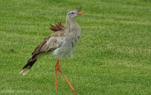 Red legged