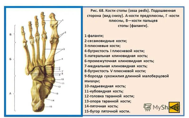 Фаланги стопы. Кости стопы сесамовидные кости. Фаланги пальцев стопы анатомия. Фаланги пальцев стопы анатомия человека. Сесамовидная кость стопы перелом.