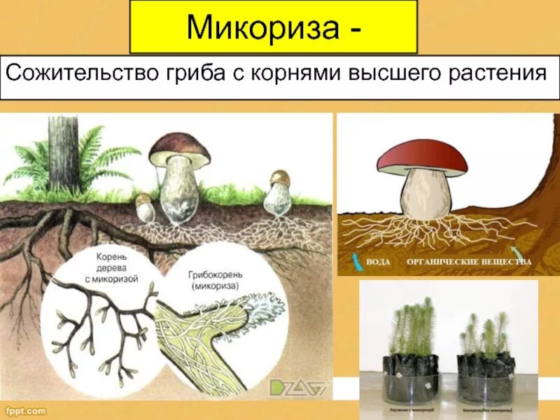 Шляпочные грибы микориза. Строение гриба микориза. Микориза у шляпочных грибов. Грибница микориза.