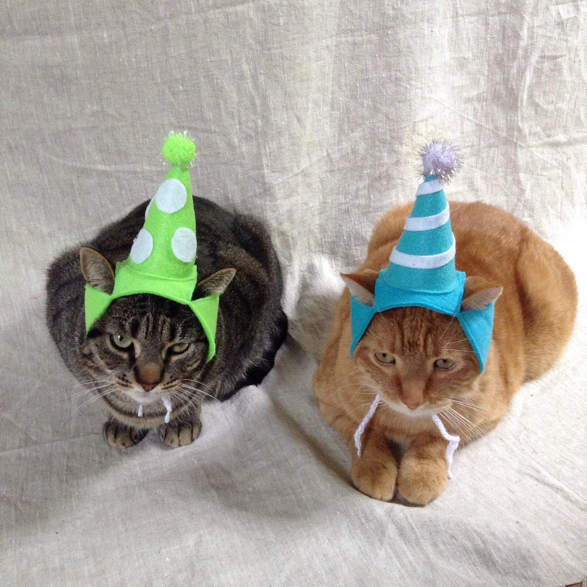 Кот в колпачке день рождения. Колпаки кот. Колпак для котов. Кошка в колпаке день рождения. Вечеринка кошечек