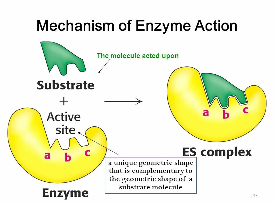 Action site. Structure of the Active Center of Enzymes. Mechanism of Action of Enzymes. The Active Center of the Enzyme. Enzymes structure.