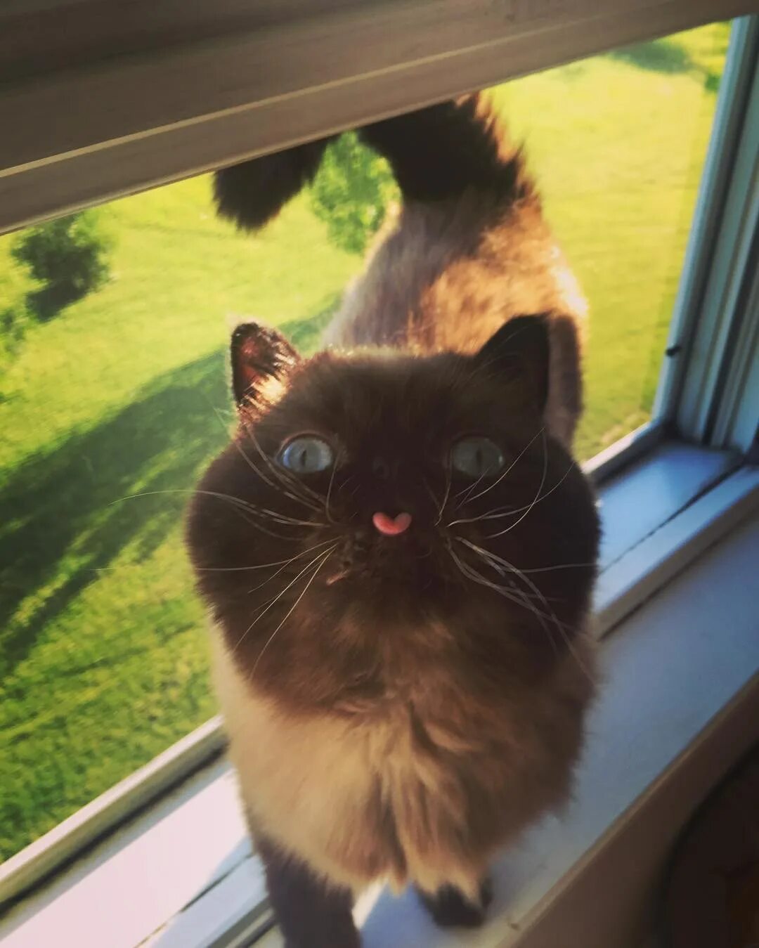 Кот с высунутым языком мем. Котик показывает язык. смешной кот показывает язык. милый кот с высунутым языком. милые котики с языком.