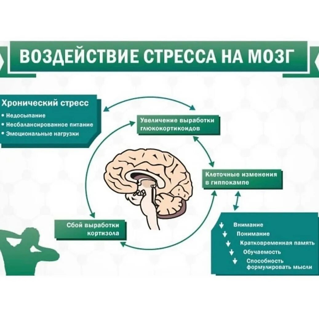 Могут ли люди восстановиться. Влияние стресса на мозг. Механизм возникновения стресса. Стресс и мозг человека. Воздействие хронического стресса.