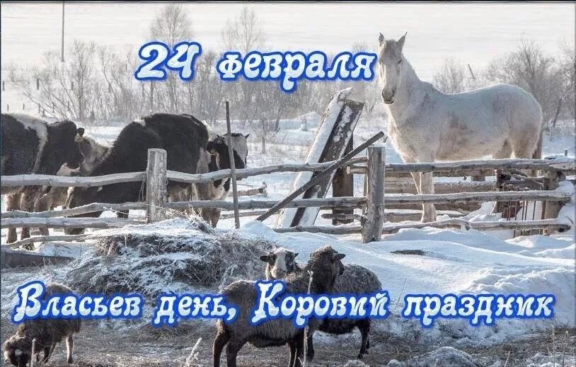 24 Февраля праздник. Власьев день, коровий праздник. 24 Февраля праздник коровий день. 24 Февраля народный календарь.