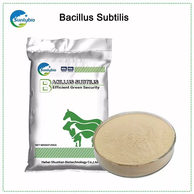 Бактерии добавки. Bacillus subtilis (Сенная палочка). Сенная палочка пробиотик. Пробиотик Бациллюс субтилис. Пробиотики Bacillus subtilis.
