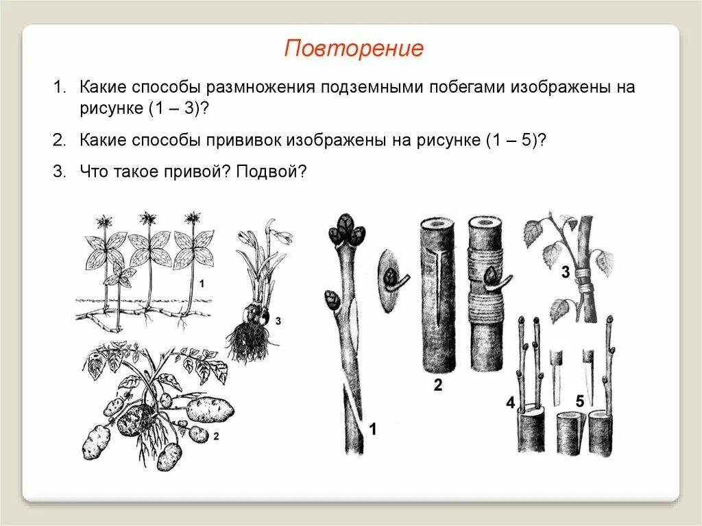 Какой способ изображен на рисунке. Схема прививки (вегетативное размножение растений ). Способ вегетативного размножения прививки. Вегетативное размножение растений задание 6. Способы вегетативного размножения растений рисунки.