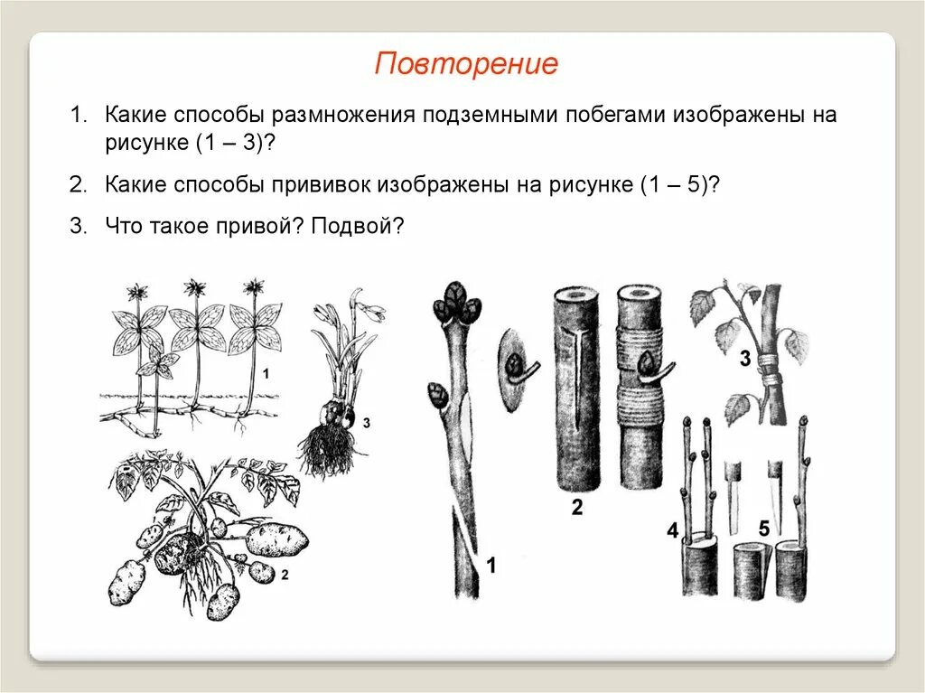 Что изображено на рисунке каким методом. Вегетативное размножение растений 6 класс биология прививка. Вегетативное размножение схема рисунок. Способ размножения вегетативное размножение у растений. Вегетативное размножение методом прививки.