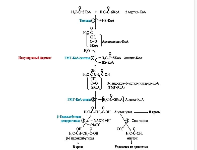 Ацетил коа фермент. Синтез холестерола ГМГ КОА редуктаза. ГМГ КОА синтетаза. Ацетоацетил КОА В ГМГ КОА. ГМГ КОА синтаза механизм.