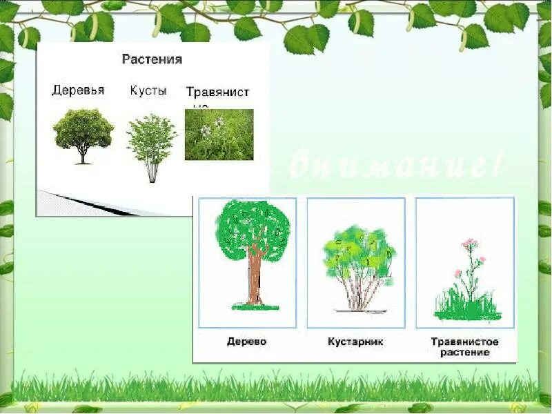 На рисунке изображено дерево и куст. Деревья и кустарники. высота кустарников. кустарники самарской. деревья и кустарники самарской области.