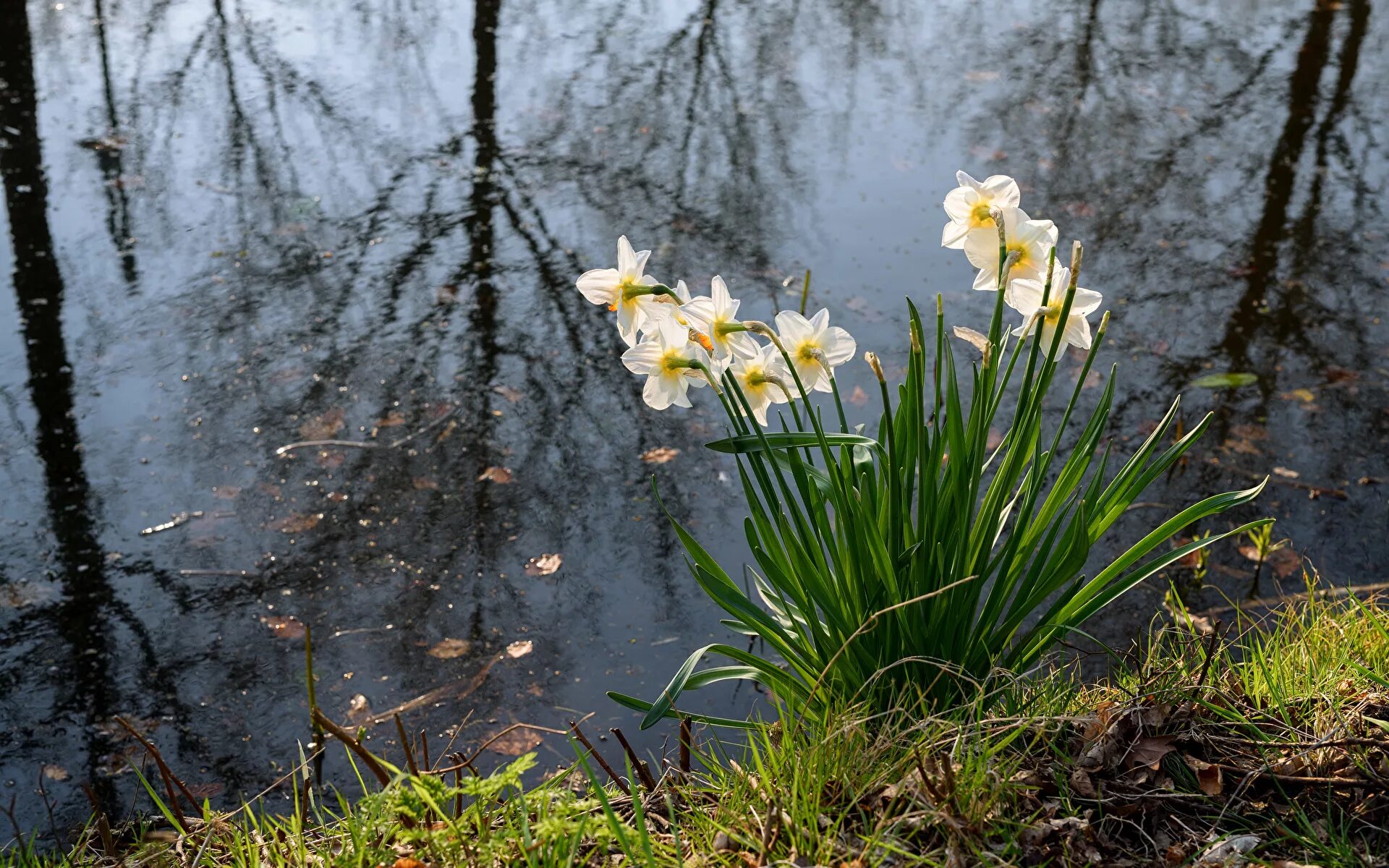 черёмуха душистая цветет. цветы весенним у реки песня. цветет черемуха есенин. цветы весенним у реки песня. влюбленные под черемухой.
