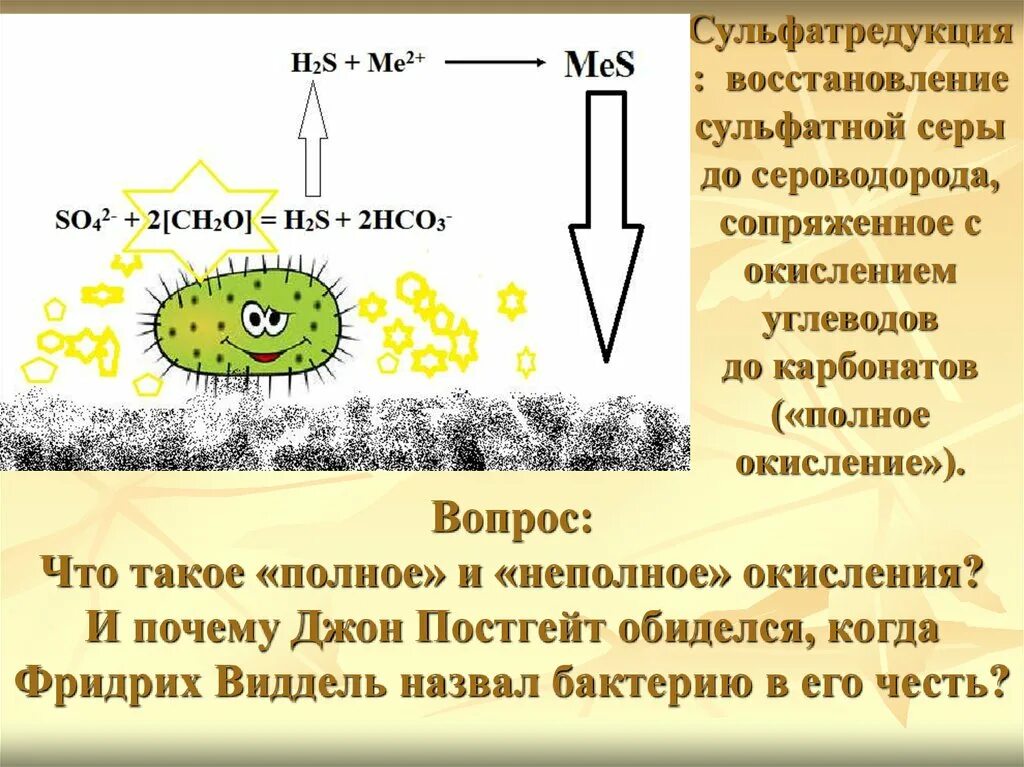 Окисление сероводорода бактериями. Окисление сероводорода полное и неполное. Сульфатредукция почвоведение. Восстановление сероводорода до серы.