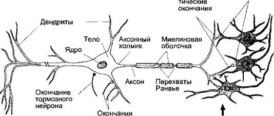 Короткие сильно ветвящиеся отростки. Ветвящиеся отростки. Т- образный ветвящийся отросток нейрона.. Проведение возбуждения по телу нейрона и его аксону.. Строение нейронов клеток глии и оболочек отростков.