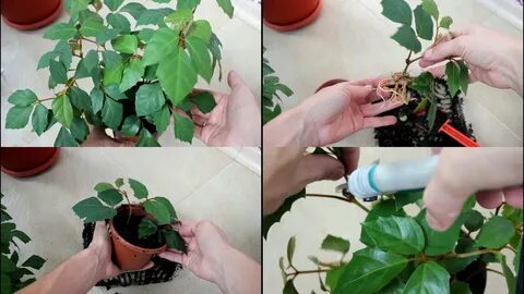 Когда можно обрезать комнатных