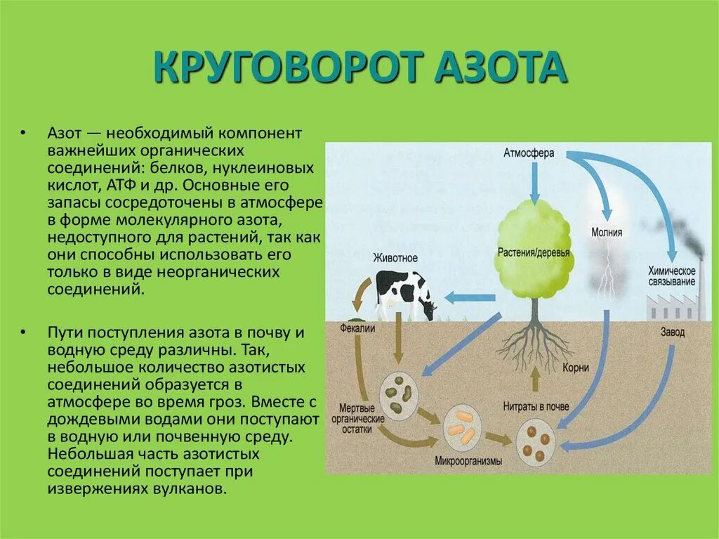 В каких процессах участвует азот