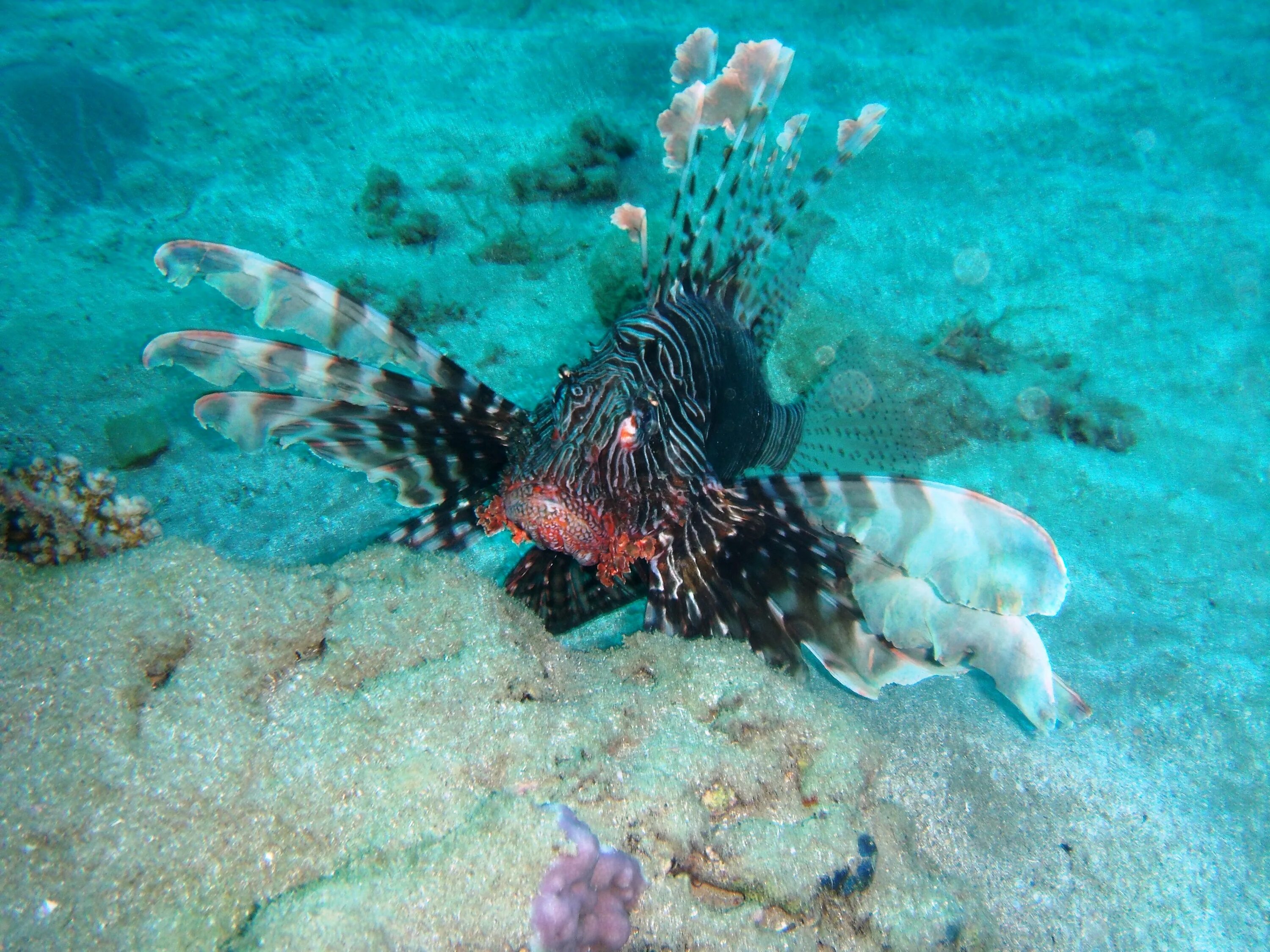Карибский рифовый осьминог. Карибское море обитатели Карибского моря. Морские жители. Водные обитатели.